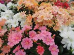 Lewisia Elise Mix Seed - 10 Seed Seed