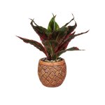 Dracaena In Pot 30CM - Red green