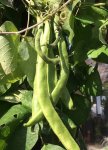 Beans White Emergo Seed - 1 Kg Raw Seed