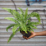 Australian Sword Fern - Emerald Queen - 13CM Nursery Pot Small Plant