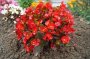 Begonia 4 Litres - Red