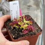 Venus Fly Trap 'diablo.' Special Import. - 2 Year Old Plant. 7.5CM Plastic Container.