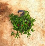 Aptenia Cordifolia Red 20CM Hanging Basket