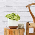 Arrowhead Plant - Pixie - In White Pluto Planter