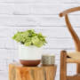 Arrowhead Plant - Pixie - In White Pluto Planter