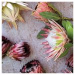 Floral Pink Square Coasters