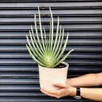 Fan Aloe - 19CM Nursery Pot