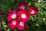 Butterfly Kisses Rose 5LT