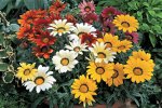 Gazania F1 Kiss Frosty Mix Seed - 1000 Raw Seed