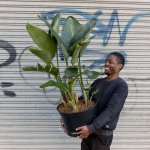 Wild Banana - Extra Large - 30CM Nursery Pot 1.4 Meters Tall
