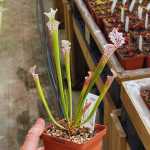 Trumpet Pitcher Sarracenia 'SL61 Cedric X Leucophylla Hybrid HA20A 9.' Special Import. - Dormant Plant. 7.5CM Plastic Container.