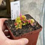 Venus Fly Trap 'equobia.' Special Import. - 2 Year Old Plant. 7.5CM Plastic Container.