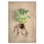 Succulent Study 5 Art Print - A3 No Frame Print Only