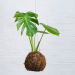 Delicious Monster Mossball - Large
