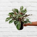 Calathea White Fusion - 14CM Nursery Pot