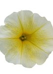 Petunia Easy Wave Yellow Seed - 250 Pelleted Seed