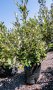 Brachylaena Discolor 40LT