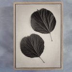 Art Forms In Nature 3 Art Print - A1 Framed Canvas With Natural Wood Frame
