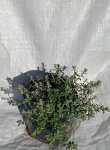 Helichrysum Cymosum 4LT