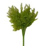 Fern Green