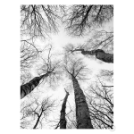Tree Study 7 Art Print - A2