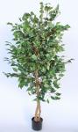 Sisal Garingboom Plant In Pot 155X70CM