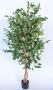 Sisal Garingboom Plant In Pot 155X70CM