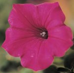 Petunia Tidal Wave Cherry Seed - 10 Pelleted Seed