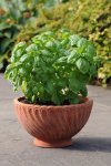 Basil Dolce Fresca Seed - 100 Raw Seed