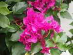 Bougainvillea Crimson Jewel 10LT