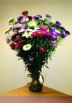 Aster Matsumoto Mix - 50 Raw Seed