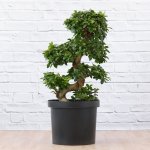 Ficus Ginseng - S-shape - 40CM Nursery Pot
