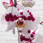 Moth Orchid - White - Purple Spots 2 Stem