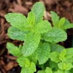 Mentha Spearmint 12CM Pot