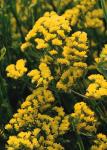 Statice Qis Yellow - 10000 Raw Seed