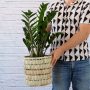 Zz Plant - Large - In Fundo Palm Leaf Basket