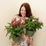 Roses - MINI - Pink - 14CM Nursery Pot
