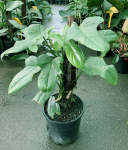 Philodendron Panduriforme Hybrid Seedlings - 3 Plug Plants