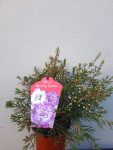 Geraldton Wax ‘dancing Queen’ 15CM Pot