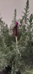 Lavendula Stoechas 15CM Pot