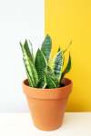 Snake Plant - 20CM Yellow Edged Variety - Sansevieria Trifasciata Lau