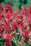 Anigozanthos Bush Elegance Seedlings - 3 Plug Plants