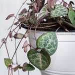 String Of Hearts - In 9CM Nursery Pot