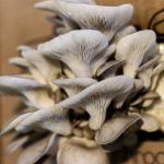 Pearl Mega Mushroom - Oyster Box 2KG