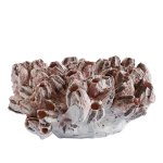 Pink Barnacle Decor