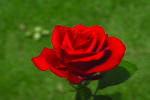 Mothers Value Hybrid Tea Rose 5LT