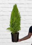 Festive Cypress Tree - 19CM Nursery Pot
