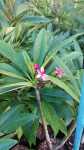 Frangipani Tree 20LT