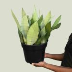 Mother In Law's Tongue - Moonshine - 26CM Nursery Pot