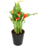 Zantedeschia Pot Plant 14CM